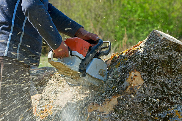 The Steps Involved in Our Tree Care Process in Charles Town, WV